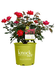 Cherry Double Knock Out Rose